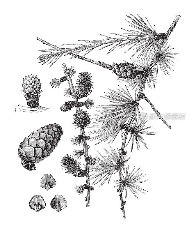 落叶松(Larix europaea) -古董雕刻插图